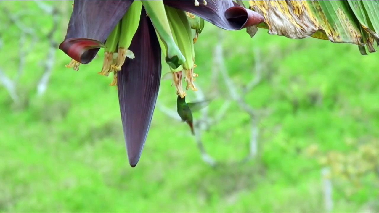 SWEET HUMMINGBIRD