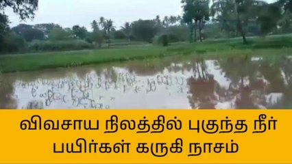 திண்டுக்கல்: நீர்வழிப் பாதை ஆக்கிரமிப்பு - பயிர்கள் சேதம்..!