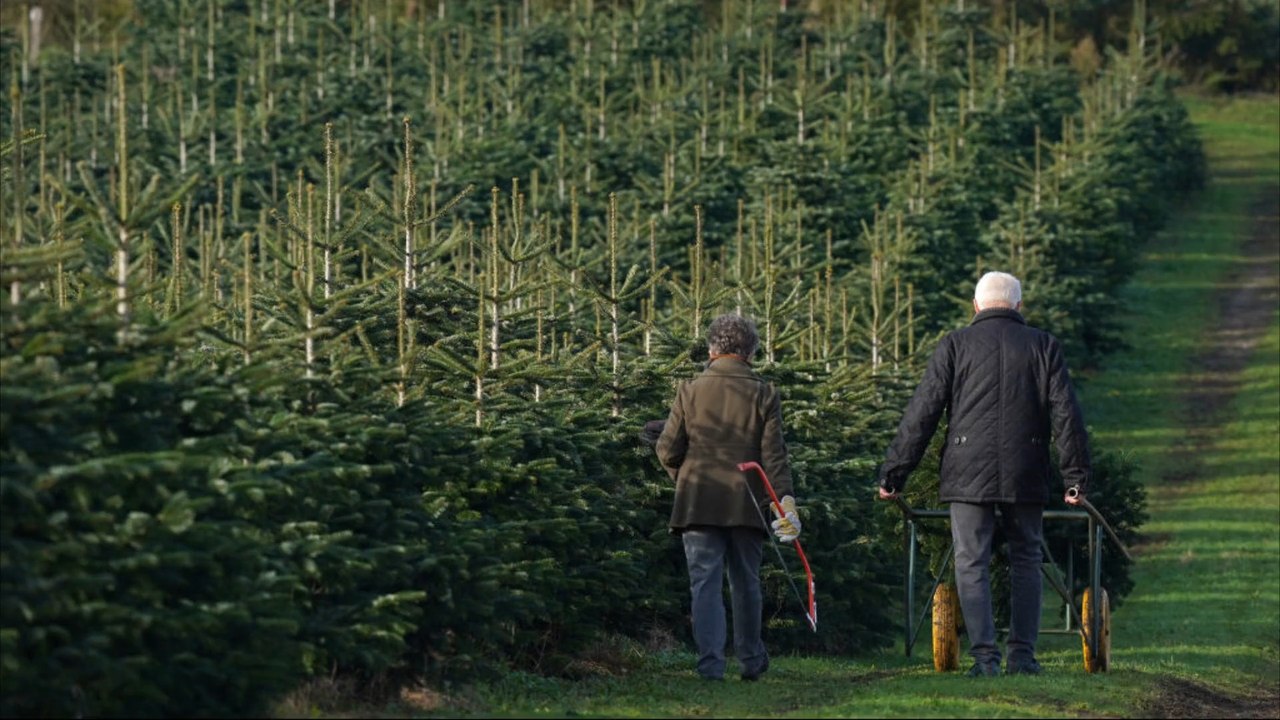 Immer mehr Weihnachtsbaum-Diebstähle wegen der Inflation?