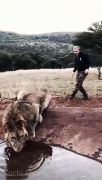 इस शेर के साथ क्या हुआ || #shorts #viraltrick #viral #newshorts #trending