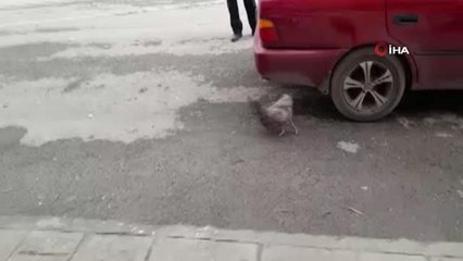 Elinden kaçırdığı tavuğu yakalamak için dakikalarca uğraştı...Gülümseten anlar kamerada