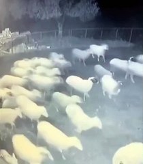 Koyunlara saldıran Kurt Kangali gorunce ne yapacagini sasirdi