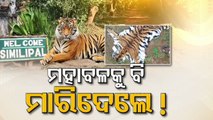 Alarming rise in poaching of Royal Bengal Tiger poaching in Simlipal tiger reserve