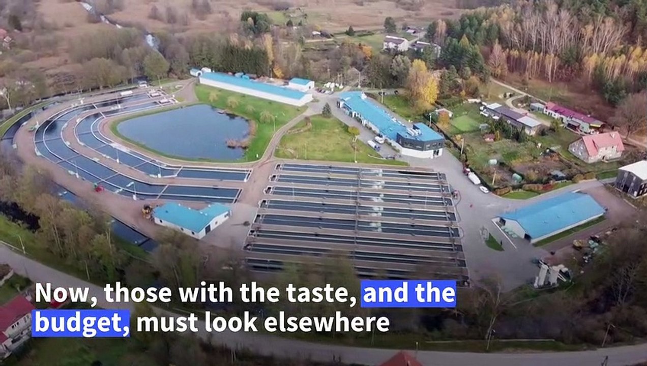 Polish fish farms fight the 'myth of Russian ca...