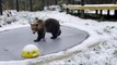 Rescued bear cub who was rejected at birth enjoys swim in frozen pond at new home