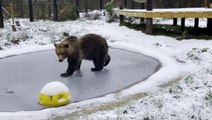 Rescued bear cub who was rejected at birth enjoys swim in frozen pond at new home