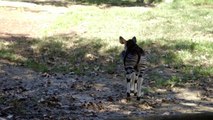 Why Do These Okapis Seem So Familiar? Find Out What Animal They Might Be Related To!