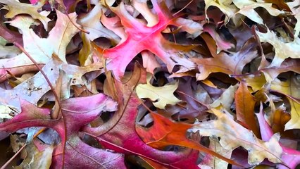 Stuck Inside During a Snowstorm? Try This Fun and Easy Art Project With The Kids