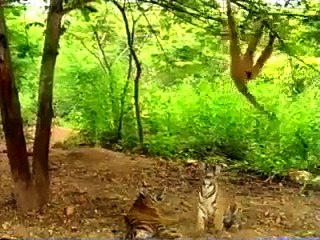the monkey is playing with the tiger I Funny.