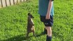 Little Boy Comforts Baby Kangaroos