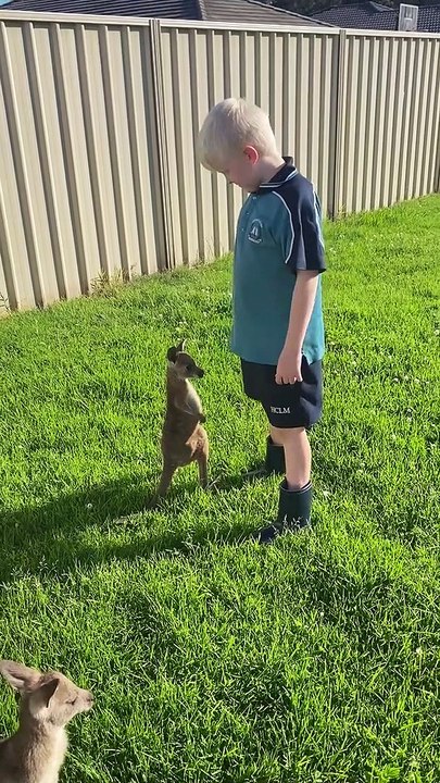 Little Boy Comforts Baby Kangaroos