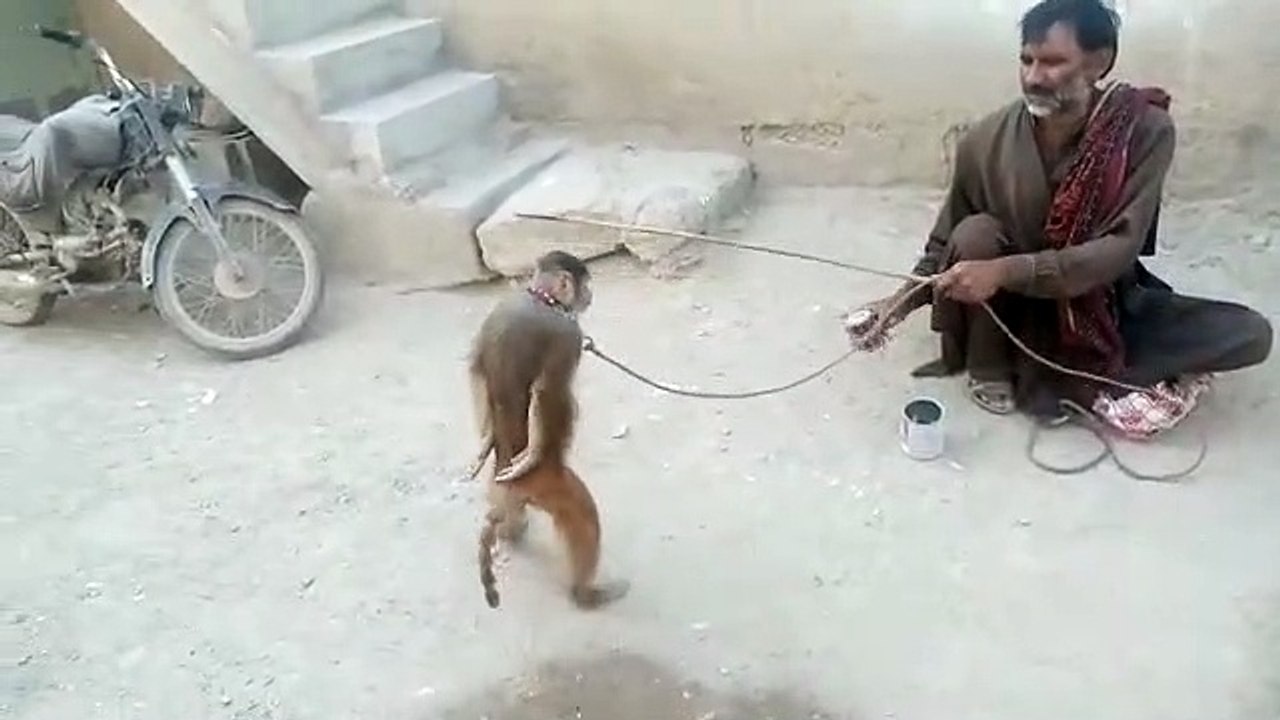 Intelligent monkey 