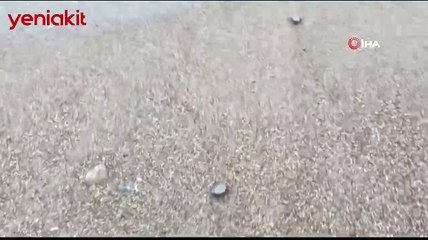 Caretta carettaların yumurtadan çıkıp denizle buluştuğu muhteşem anlar...