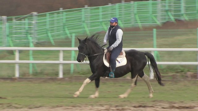 말도 신토불이...국산 승용마 개발 보급 활기 / YTN