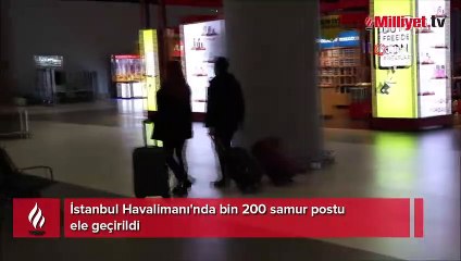 İstanbul Havalimanı'nda bin 200 samur postu ele geçirildi