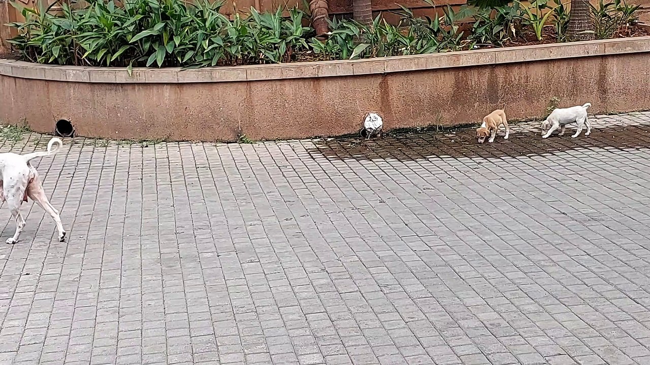 Mama Dog & Her Puppies | Puppies playing around their Mama Dog | Mama Dog Feeds her Puppies