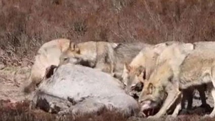 Görüntü Türkiye'den! Kurtlar, yakaladığı atı saniyeler içerisinde parçalayıp mideye indirdi