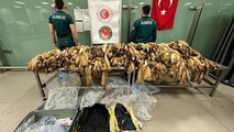 İstanbul Havalimanı’nda 1,5 milyon TL’lik samur postu ele geçirildi