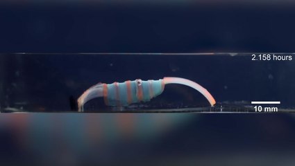 Insect-like robot made from gelatine designed to crawl through body to cure disease