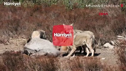 Yılkı atıyla beslenen kurt sürüsü görüntülendi