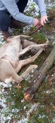 Guys Help Rescue Trapped Deer