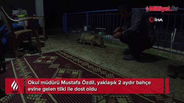 Okul müdürü dostluk kurduğu tilkiyi eliyle besliyor