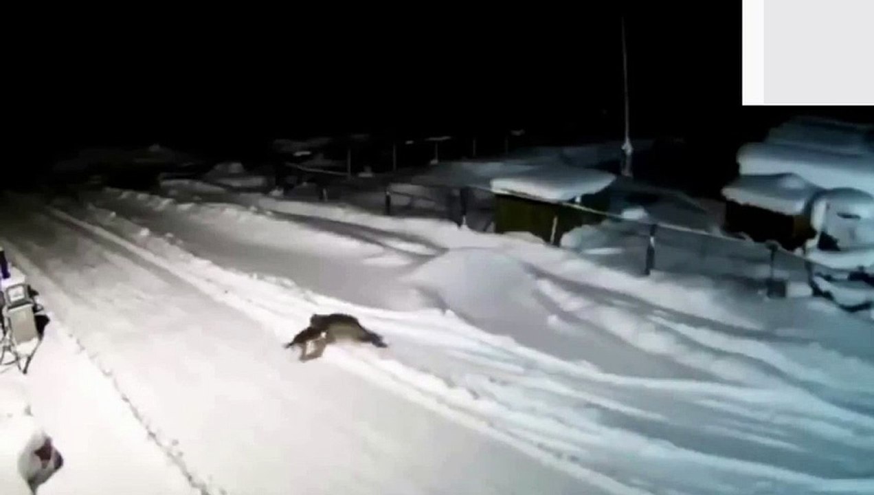 4 Wolves Attack  2 Dogs brutally  - wolves attacks on dogs (2022)