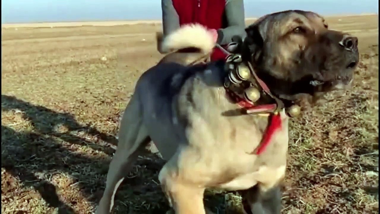 kangal dog vs wolf (2022)   kangal dog vs wolf video   kangal dog vs wolf real fight  WILD Addiction (5)