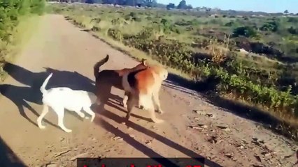 When You Cross My Territory This Is What Happen  Hao FaaSaa Faa Tangkhul Naga Hunting Dog