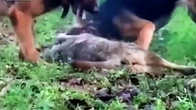 WOLF AGAINST DOG! Real epic fights!!! German shephard vs wolf ! ! dog vs wolf fight