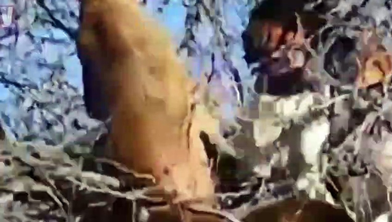 DOGS ARE IN ACTION! Dog vs Lion   DOGO ARGENTINO VS PUMA COUGAR   DOG VS TIGER