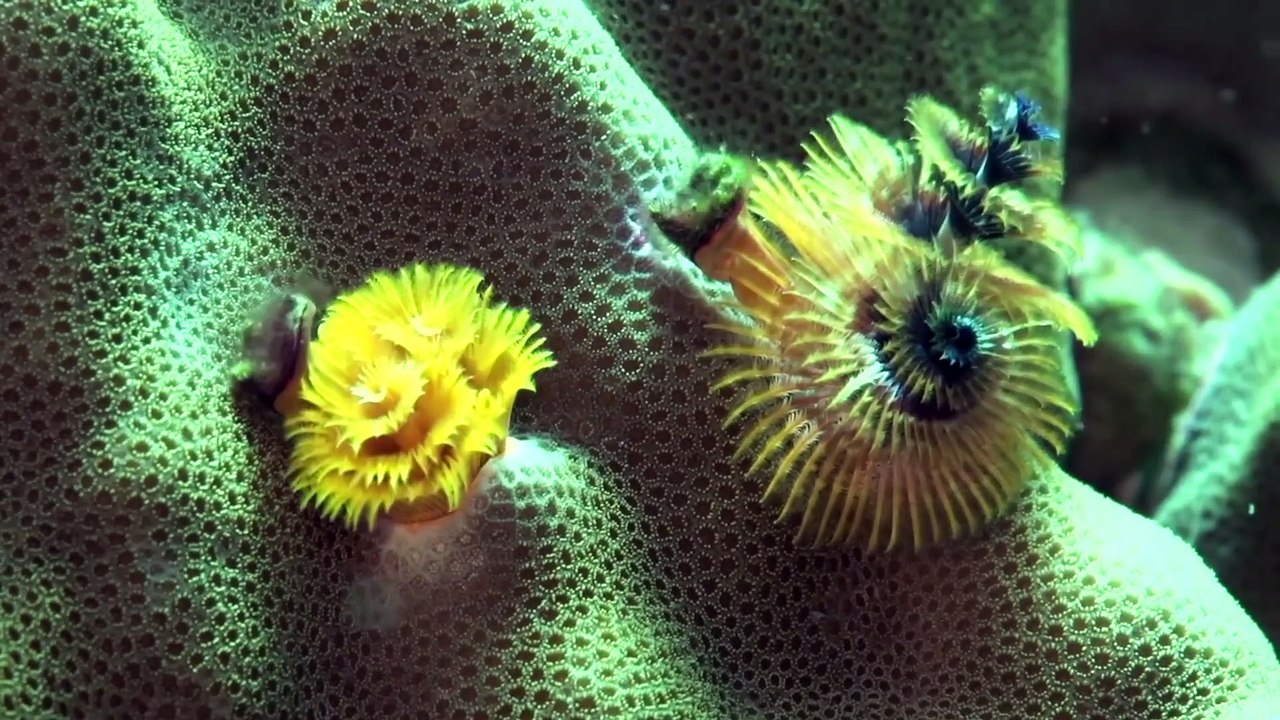 Bobbit Worm and Polychaete Pals