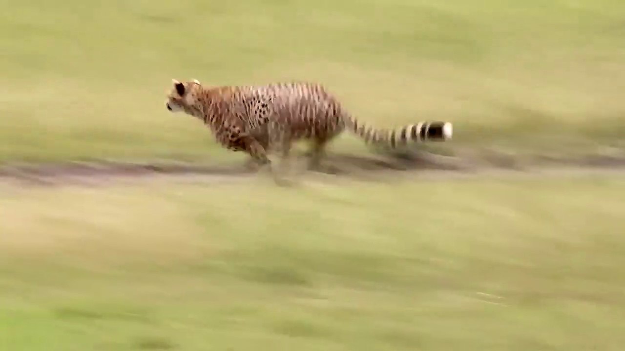 Cats' Killer Senses