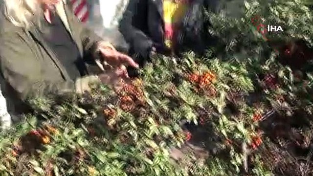 Üzerine ağaç devrildi; belediye açtığı tazminat davasını kazandı