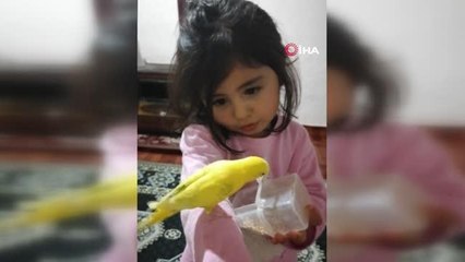 Heidi değil, Sivaslı Hira: Arıları çıplak elle tutuyor, ata biniyor ve süt sağıyor