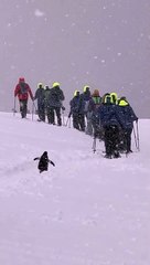 Penguin Decides to Join Expedition