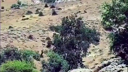2 Kangal Dogs Powerfully Attack The 3 Wolf!   Kangal Vs Wolf   Kangal vs bear