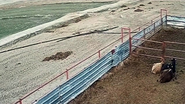 turkish kangal dogs protect sheeps and livestock from pack of wolfs Turkish kangal vs wolf