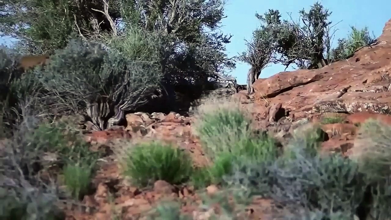 DOGO ARGENTINO VS PUMA   dogo argentino vs lion   dogo argentino vs cane corso