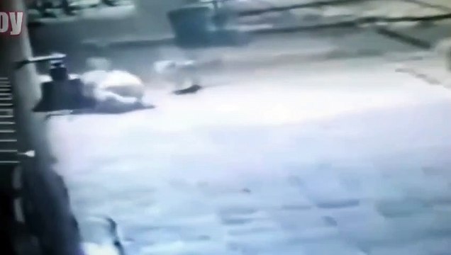 kangal dog vs wolf kangal dog vs wolf video kangal dog vs wolf real fight kangal dog vs wolf