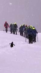 Penguin Decides to Join Expedition
