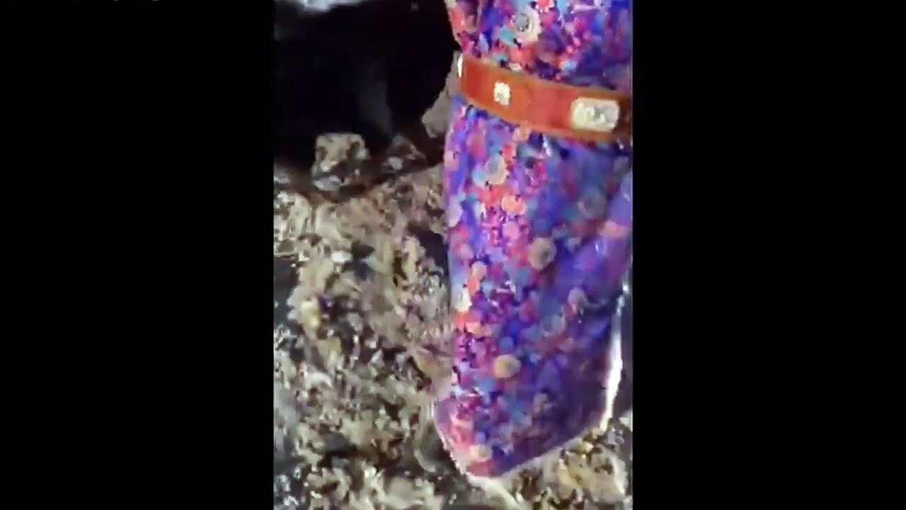 mastiff vs wolf   mastiff vs wolf real fight   mastiff vs wolf fight   The Up Next Tech