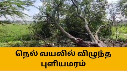 சாலை விரிவாக்க பணியால் நெல் வயலில் சரிந்து விழுந்த மரம்!
