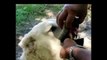 Caucasian Volkodav-Wolf Killer dog  Volkodav The Caucasian Lion!  - A Monster Dog   WILD Addiction