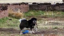 Original Tibetan Mastiff   tibetan mastiff   tibetan mastiff about