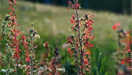 Beautiful Bird Song and Nature Sounds
