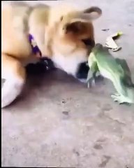 Frog VS Dog. Critical Damage! Mega Power! Looks Faster!