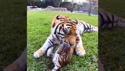 Funniest Video On Youtube Dogs And Cats. Funny animals.