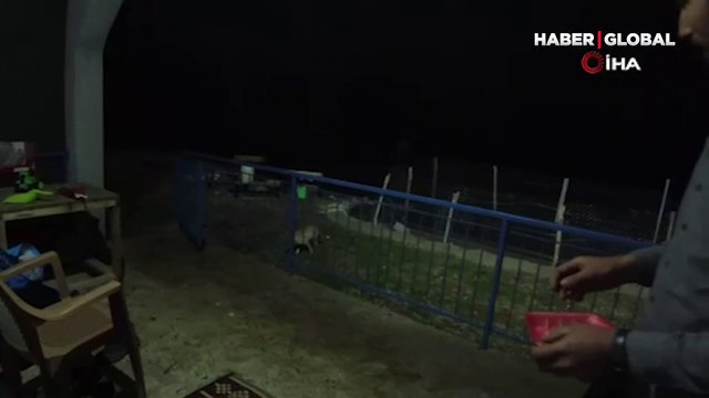 Okul müdürü dostluk kurduğu tilkiyi eliyle besliyor