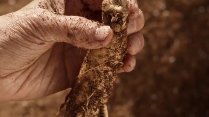 [기업] KGC인삼공사 '홍삼 오일', 전립선 건강 원료 인정 / YTN